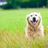 【シニア犬用ドッグフードのおすすめ10選】高齢犬の元気をサポート！