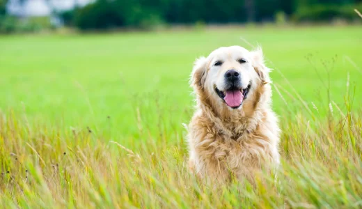 【シニア犬用ドッグフードのおすすめ10選】高齢犬の元気をサポート！