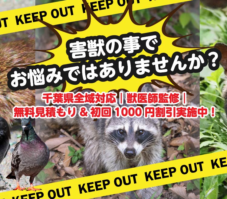 害獣のことでお悩みではありませんか？【千葉県全域対応】【獣医師監修】無料見積＆初回1,000円割引実施中！害獣駆除はこちら！